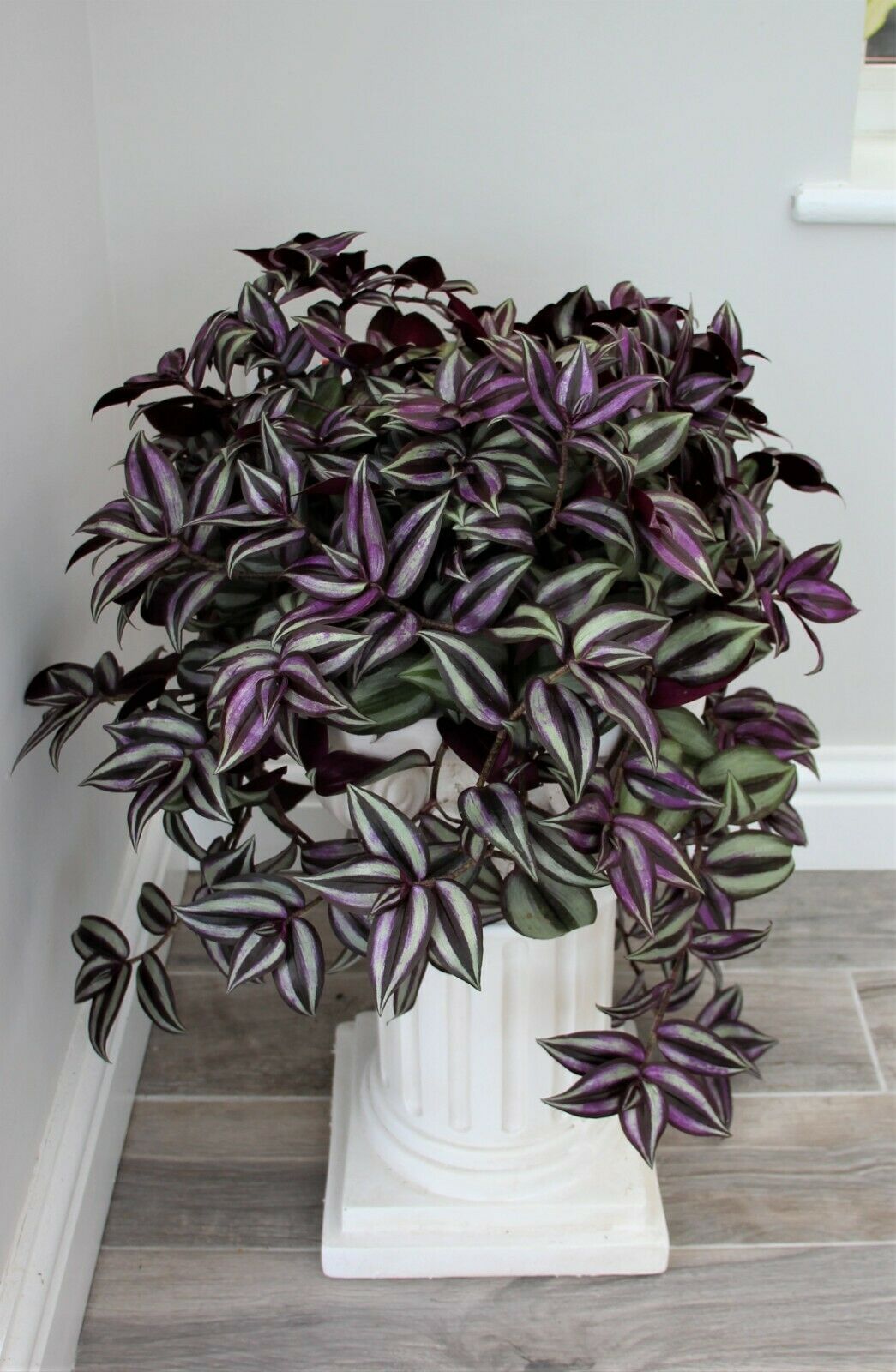 Pedestal Pot Plant Stand 46cm - Image 3